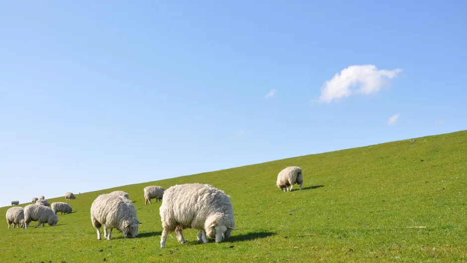 Schafe_pixabay_triviali_sheep-1877430_1920